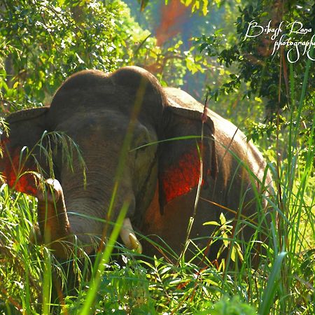 Mr. B'S Place Bardiya Exterior photo