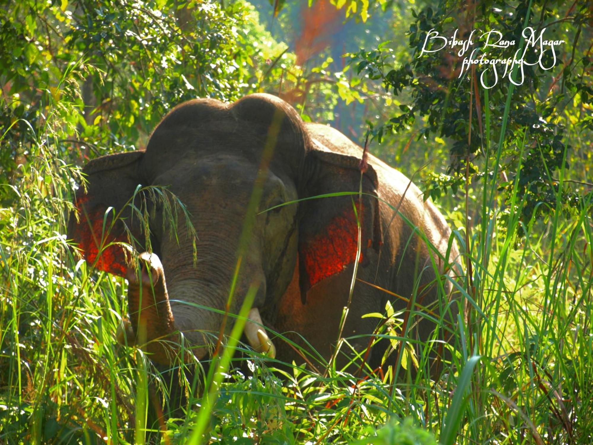 Mr. B'S Place Bardiya Exterior photo